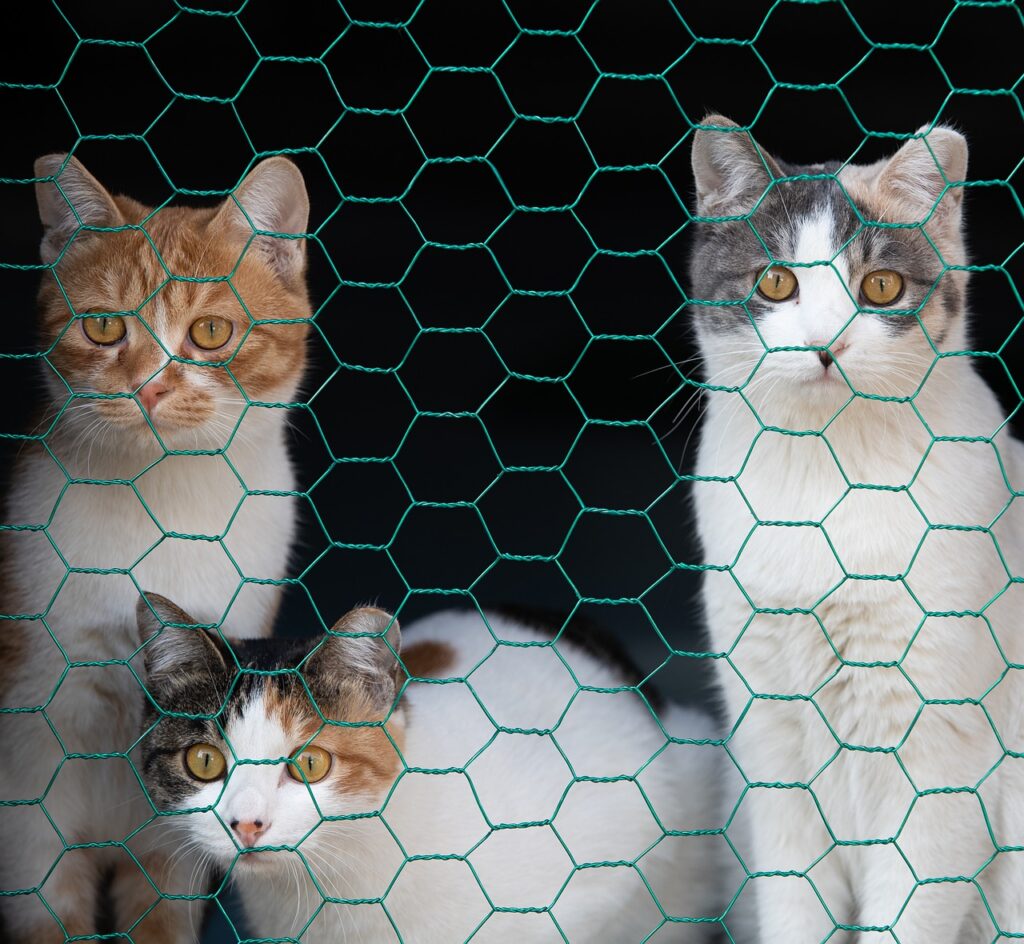 Hogyan Űzd El a Macskákat Hatékony és Humánus Megoldások