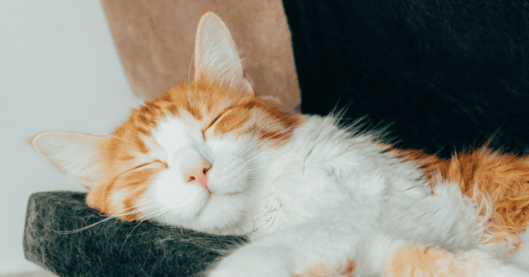 Hogyan alszanak az állatok